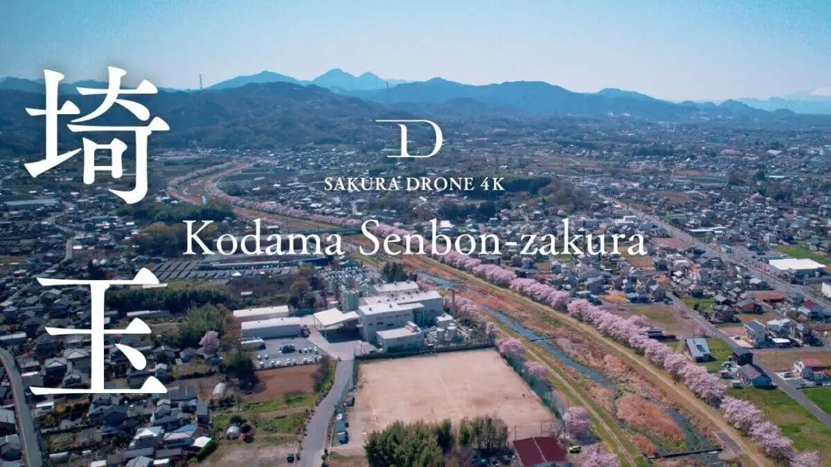 こだま千本桜（埼玉県本庄市）をドローンで空撮