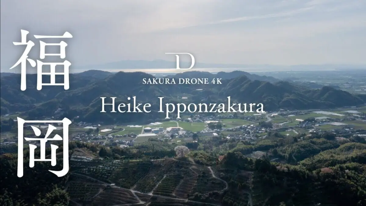 平家の一本桜（福岡県みやま市）をドローンで空撮