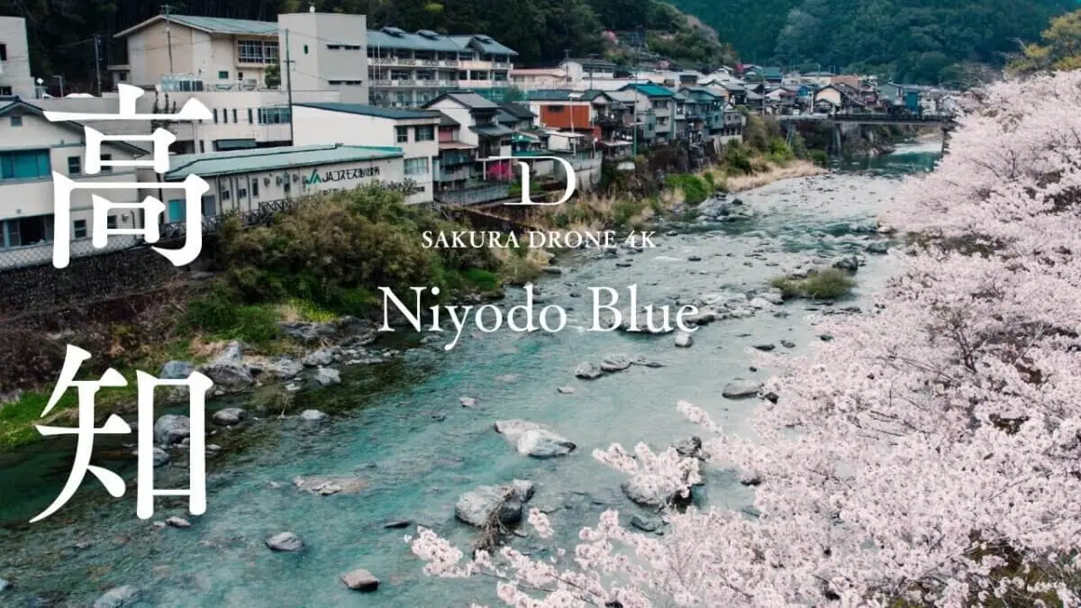 仁淀ブルーとひょうたん桜（高知県仁淀川町）をドローンで空撮