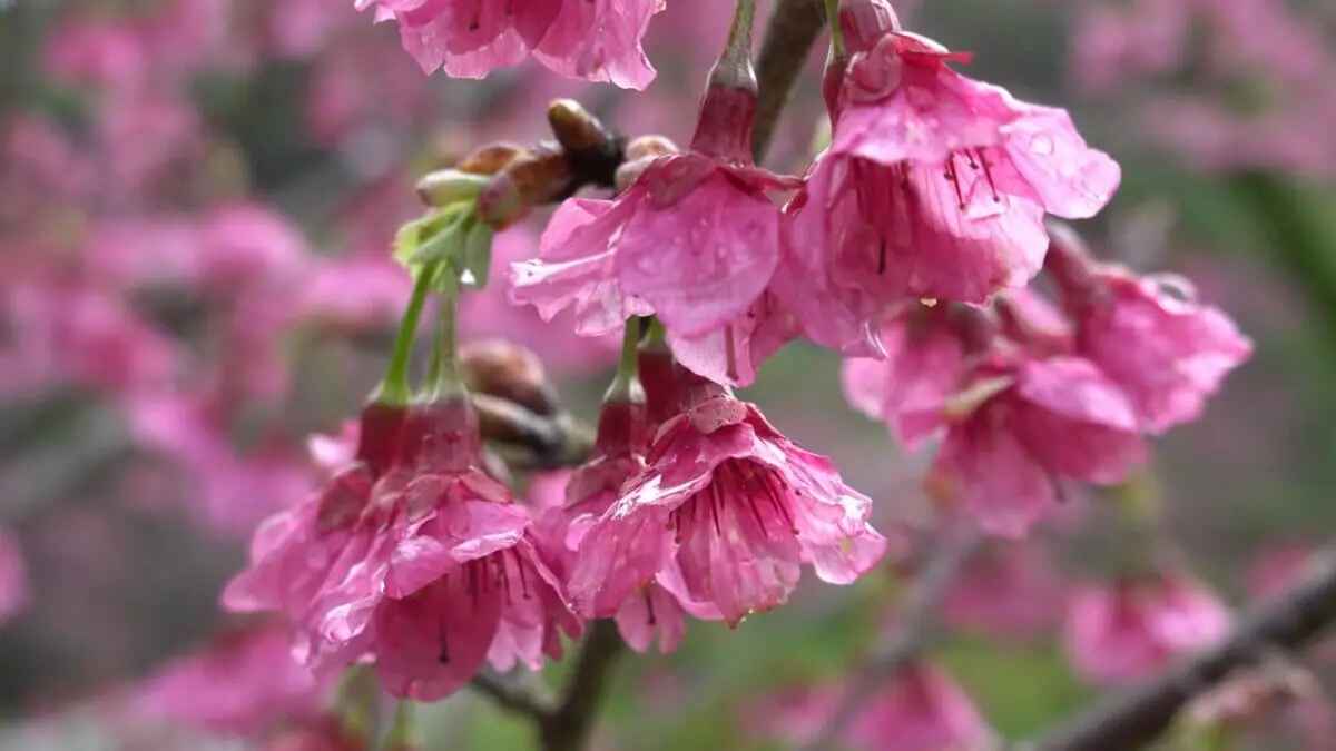 【桜2023】早咲き桜（寒緋桜・河津桜・クマノザクラ）のおすすめスポット