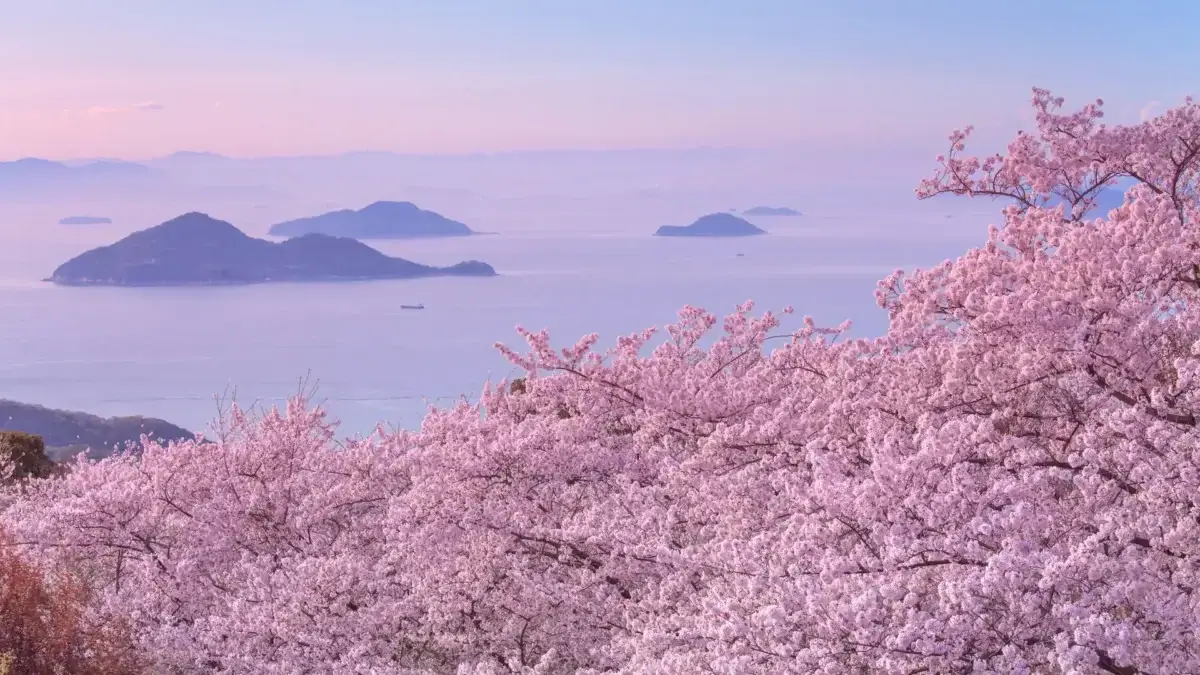 【桜ドローンプロジェクト2023】今年のテーマは「瀬戸内海と桜」🌸