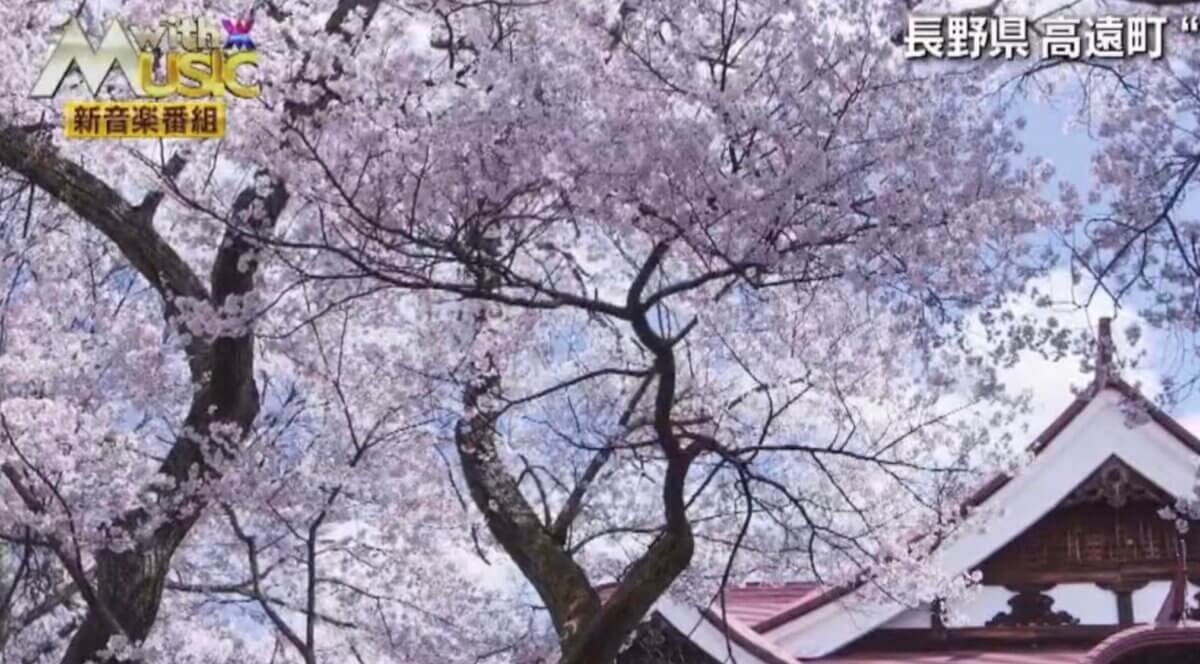 with MUSIC 春の2時間スペシャルで桜ドローン映像を提供いたしました。