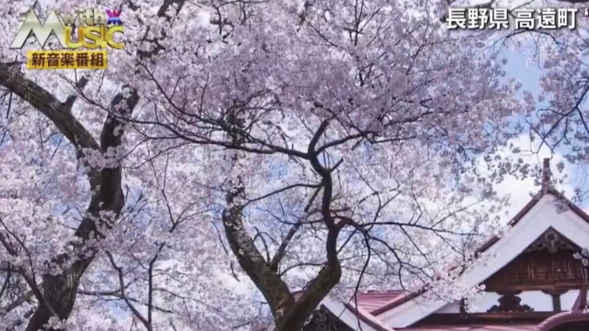 with MUSIC 春の2時間スペシャルで桜ドローン映像を提供いたしました。