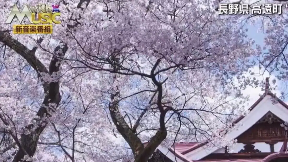with MUSIC 春の2時間スペシャルで桜ドローン映像を提供いたしました。