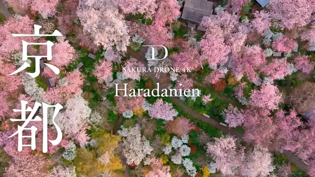 原谷苑のしだれ桜（京都市北区）をドローンで空撮