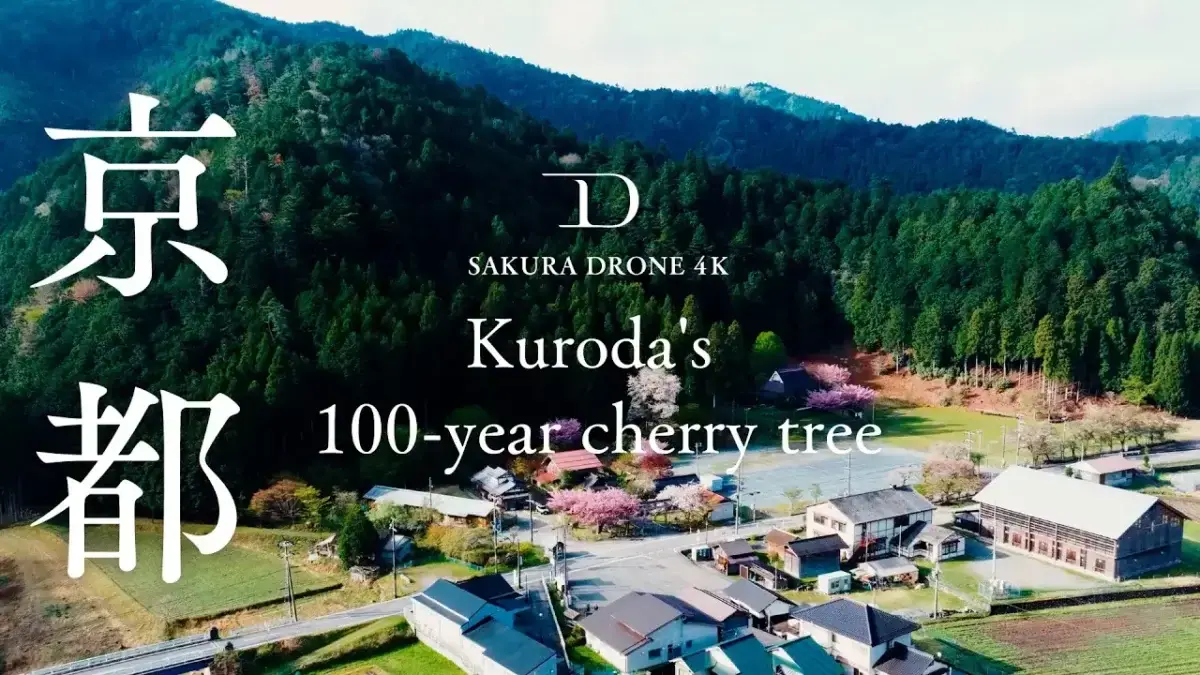 黒田百年桜とヤマザクラ（京都市右京区京北）をドローンで空撮