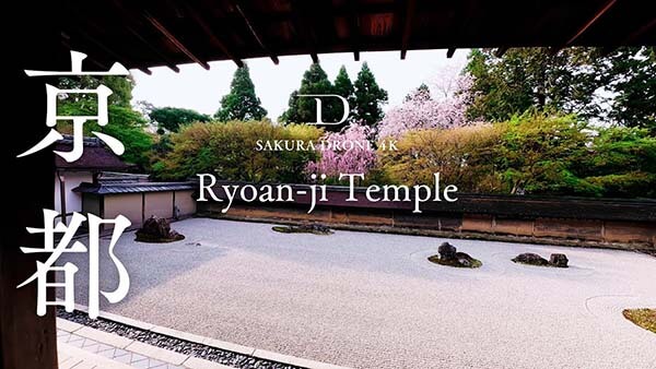 龍安寺（Ryoan-ji Temple）京都市右京区｜桜ドローンプロジェクト2025