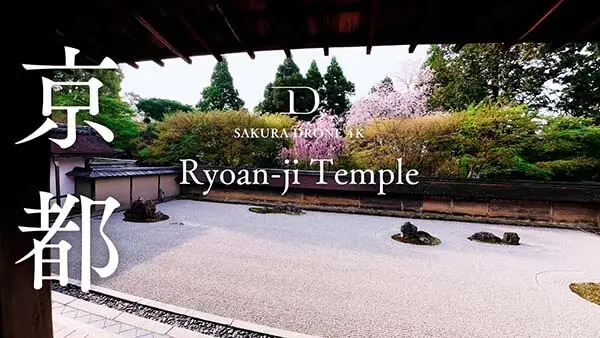 龍安寺の桜（京都市右京区）をドローンで空撮