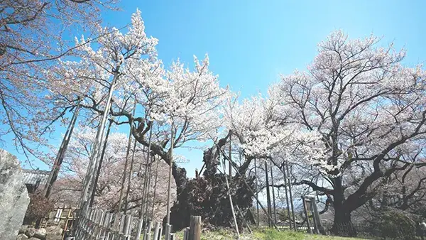 日本三大桜『山高神代桜』オンライン花見を3月27日開催！