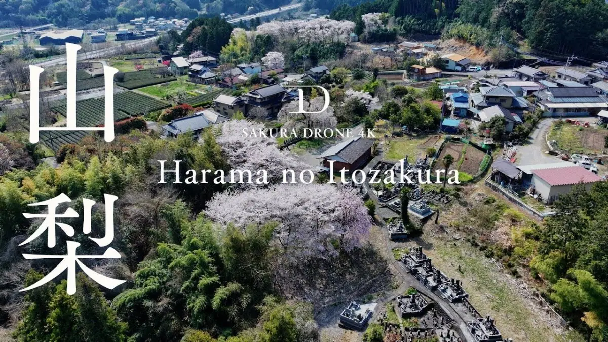 原間のイトザクラ（山梨県南部町）をドローンで空撮