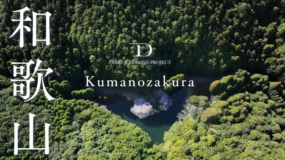 潤野のクマノザクラ（和歌山県古座川町）をドローンで空撮