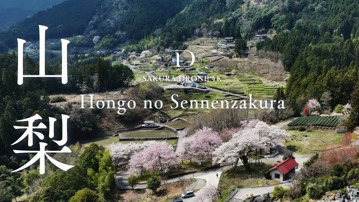 本郷の千年桜（山梨県南部町）をドローンで空撮
