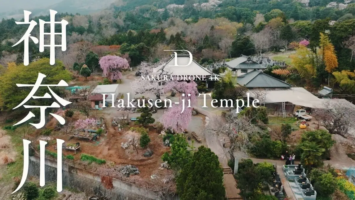 白泉寺の桜（神奈川県秦野市）をドローンで空撮