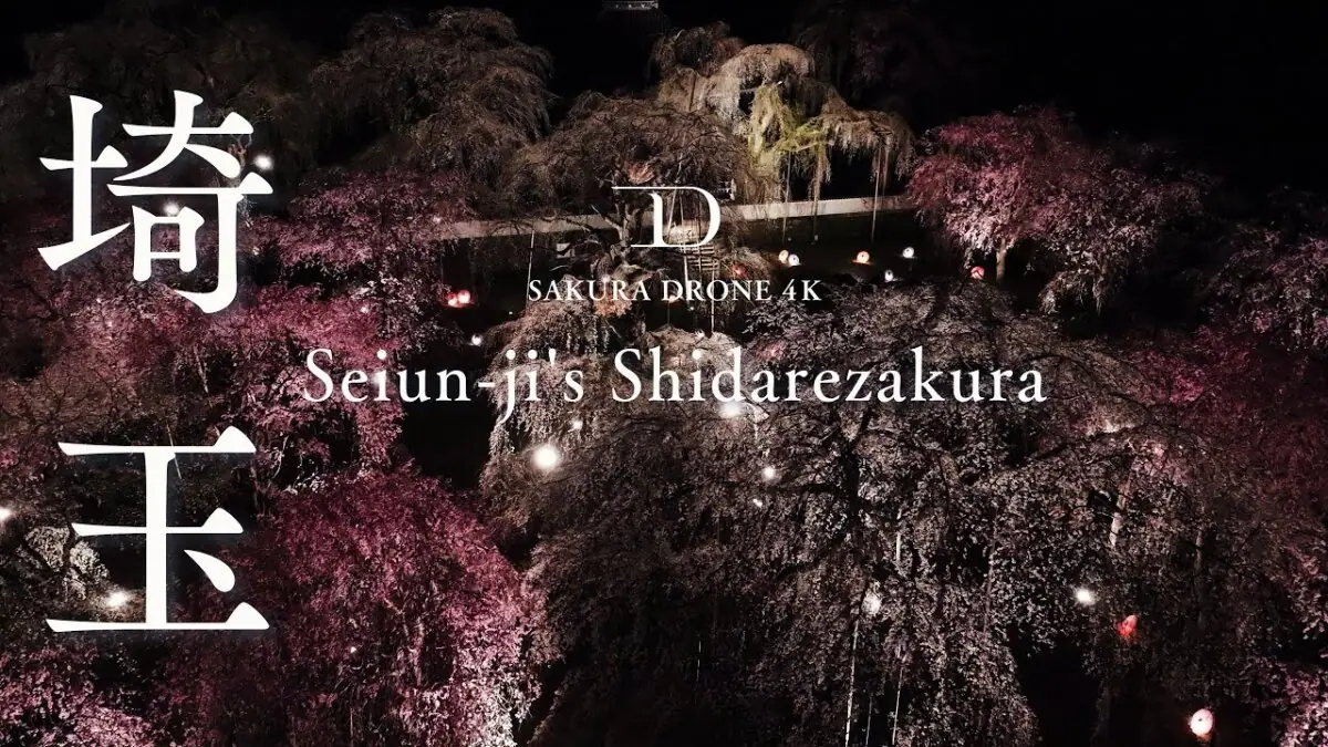 清雲寺のしだれ桜（埼玉県秩父市）をドローンで空撮
