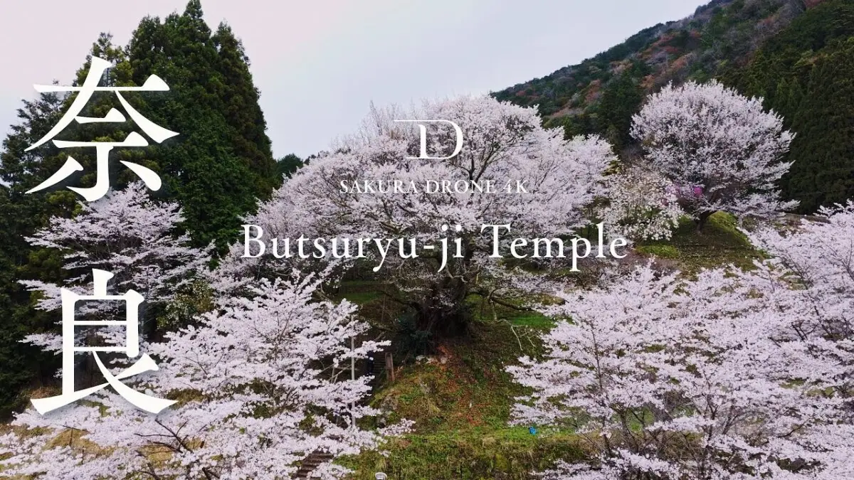 佛隆寺の千年桜（奈良県宇陀市）をドローンで空撮