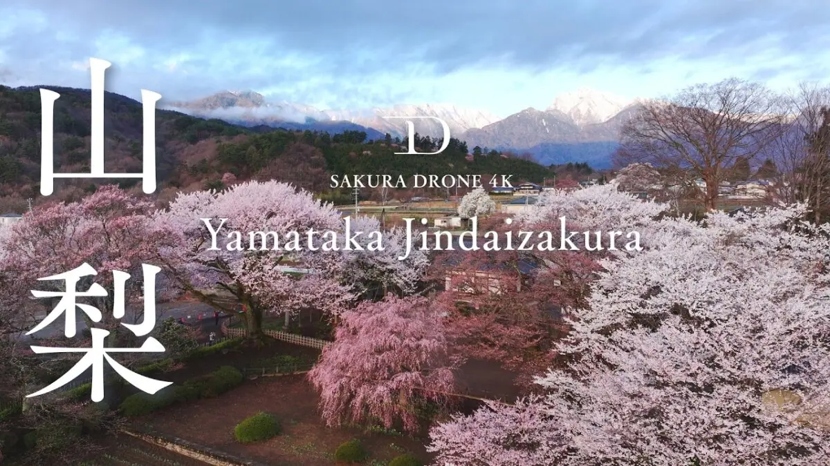 山高神代桜（山梨県北杜市）をドローンで空撮