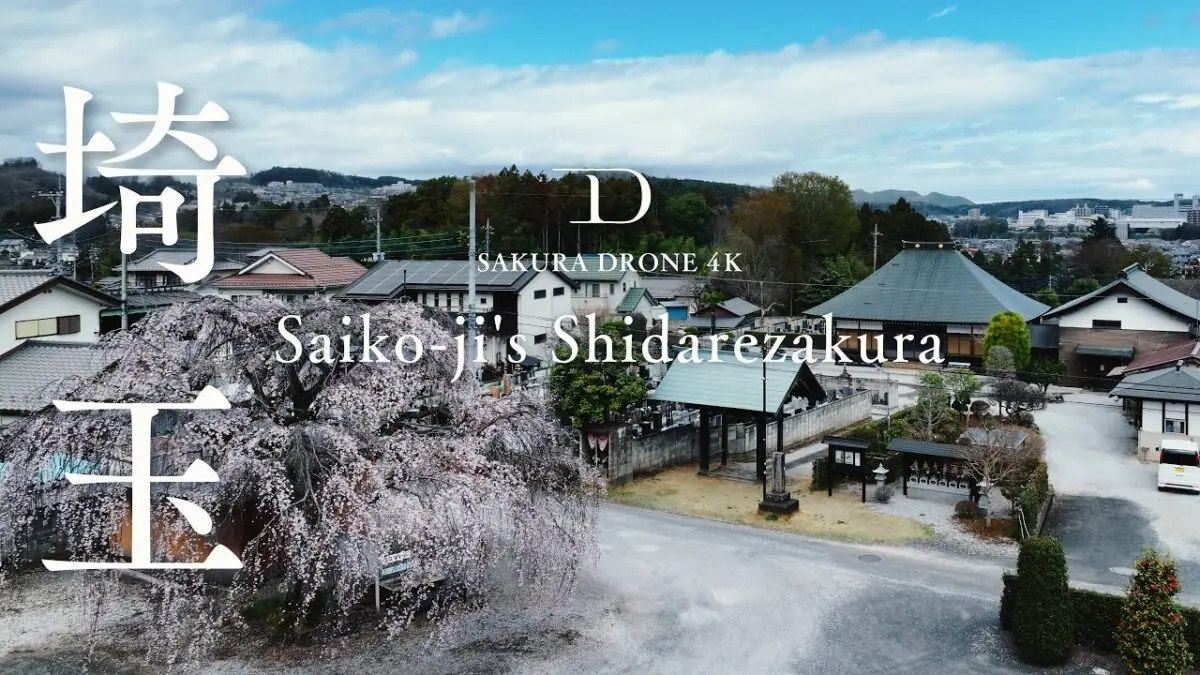 西光寺のしだれ桜（埼玉県飯能市）をドローンで空撮