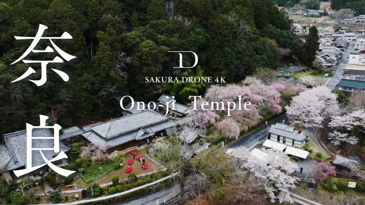 大野寺のしだれ桜（奈良県宇陀市）をドローンで空撮