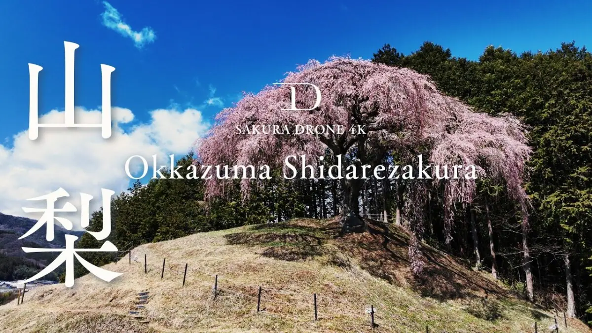 乙ヶ妻のシダレザクラ（山梨県山梨市）をドローンで空撮