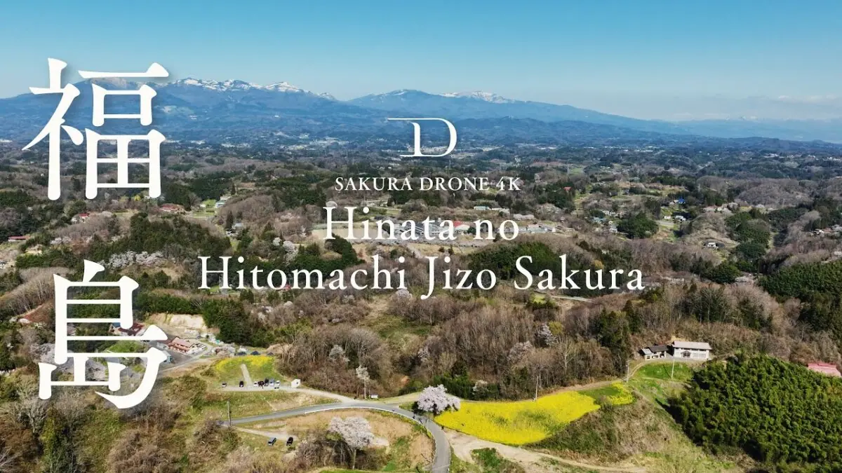 日向の人待地蔵桜（福島県二本松市）をドローンで空撮