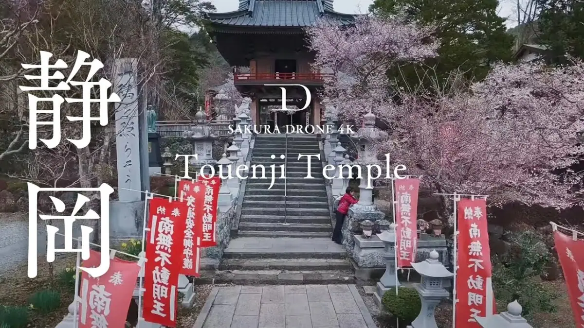 忍草山大日院東圓寺の桜（山梨県忍野村）をドローンで空撮