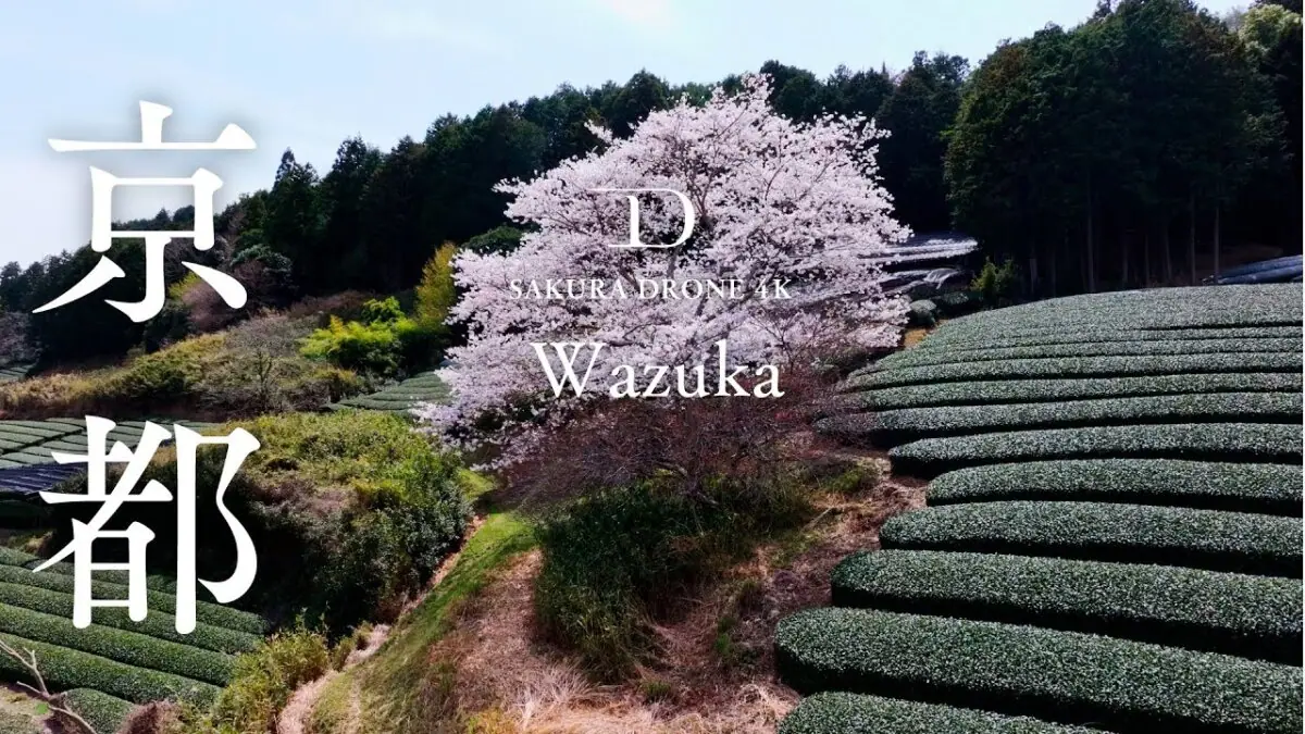 和束町 茶畑の一本桜と祝橋の桜並木（京都府和束町）をドローンで空撮