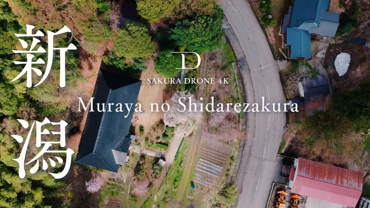 吉川三大しだれ桜「村屋のしだれ桜」（新潟県上越市）をドローンで空撮