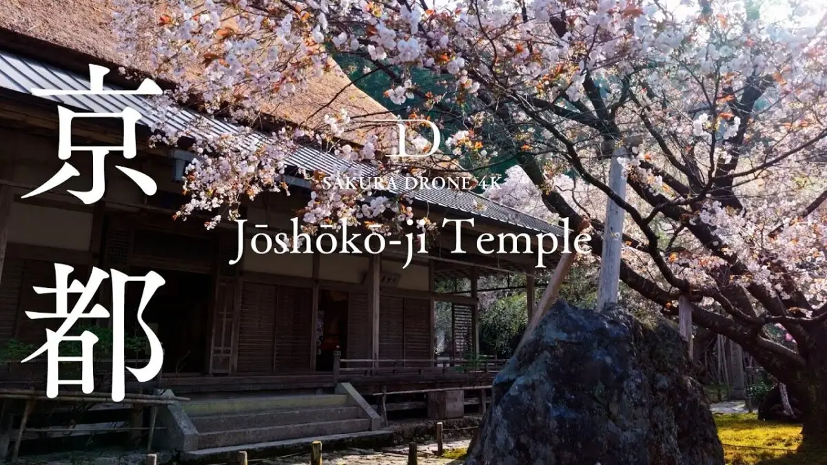 常照皇寺の桜（京都市右京区京北）をドローンで空撮