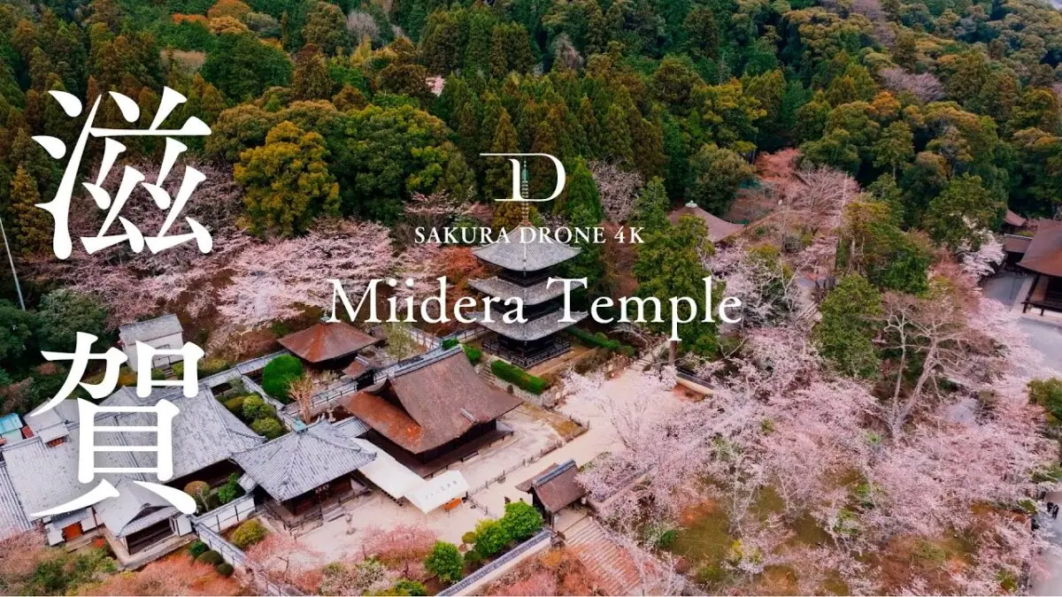 三井寺の桜（滋賀県大津市）をドローンで空撮