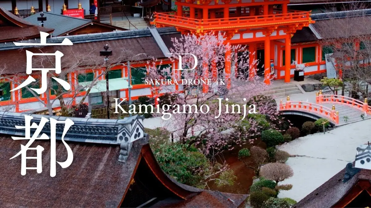 上賀茂神社（賀茂別雷神社）の桜（京都市北区）をドローンで空撮