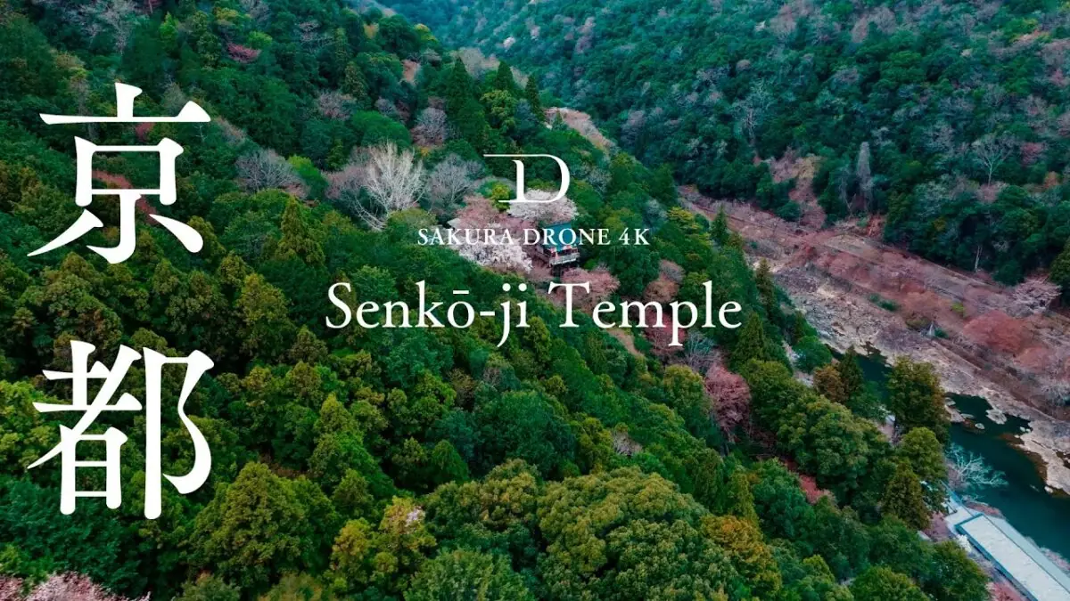 嵐山・千光寺の桜（京都市西京区）をドローンで空撮