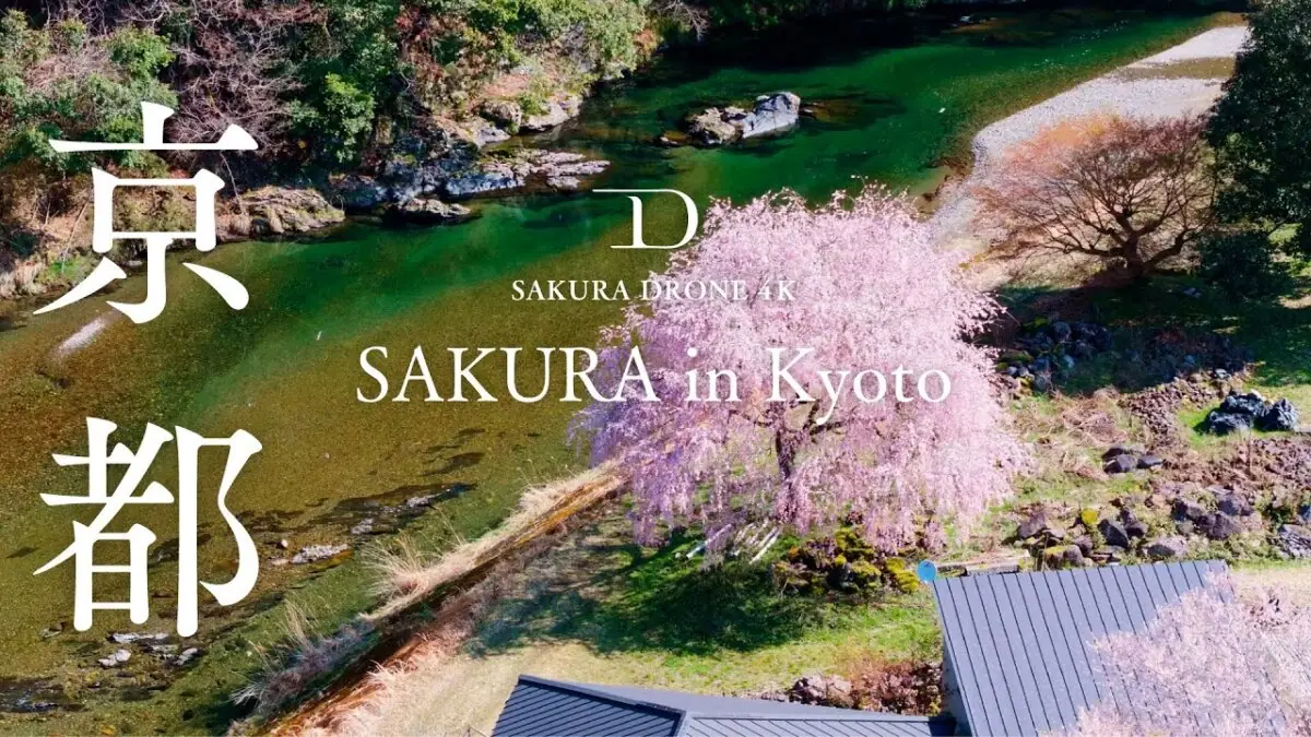 京都の桜 総集編をドローンで空撮