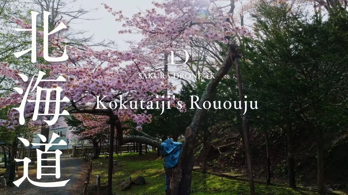 国泰寺の老桜樹（北海道厚岸町）をドローンで空撮